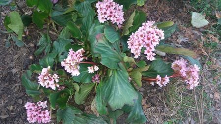 Bergenia cordifolia