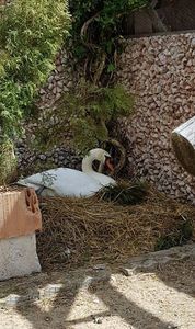 ma pregatesc sa devin tatic; baiatul arinjeaza cuibul ptr fata ,mai vine si ea sse uita apoi pleaca...
