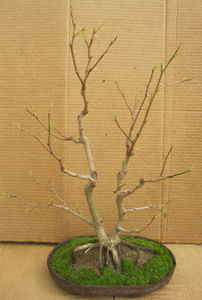 martie2017defoliat