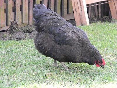 Australorp Negru