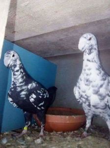 received_191357011360732