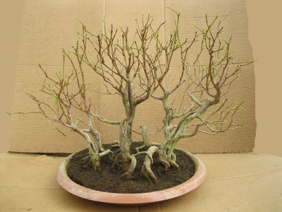 2017 defoliata1