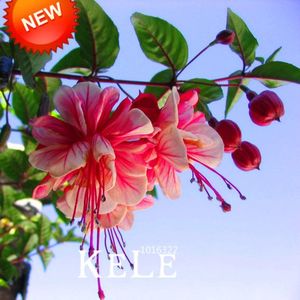 plante agățatoare; Seminte de flori pt  ghiveci ,cu plante agățatoare- Fuchsia Flori 50 buc
