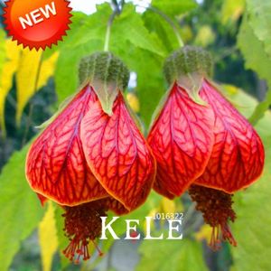 ABUTILON ROSU; SEMINTE
