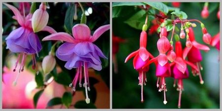 plante agățatoare; Seminte de flori pt  ghiveci ,cu plante agățatoare- Fuchsia Flori 50 buc
