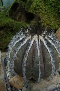 Uebelmannia pectinifera HU 106