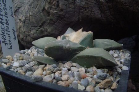 Ariocarpus brevituberosus