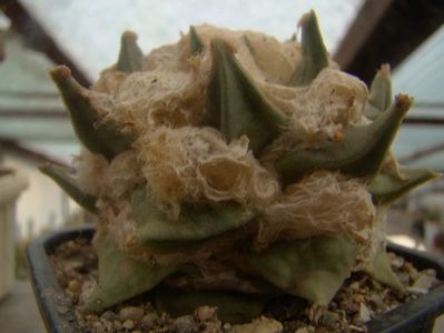 Ariocarpus retusus minimus
