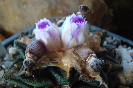 ; Ariocarpus fissuratus hintonii
