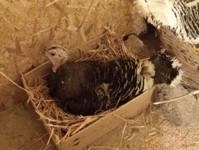 Closca nr.3; Cloceste 16 oua de rata comuna si 5 de indiana
