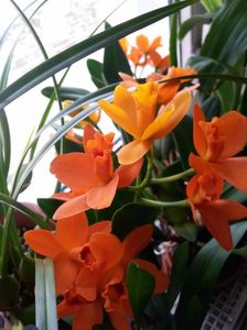 cattleya shinfong little sun golden boy rth. 2017.02.25 1