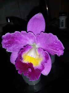 cattleya mov cu alb 2017.03.02 1