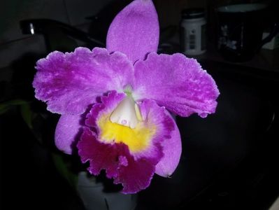 cattleya mov cu alb 2017.03.02 2