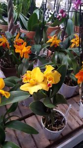 cattleya galbena slc. Beaufort 2017.03.18 1