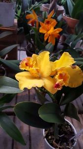 cattleya galbena slc. Beaufort 2017.03.18 3