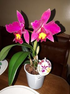 cattleya mov Blc. Sanyung Ruby 2017.03.20 1