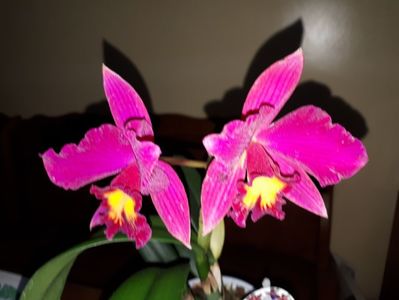 cattleya mov Blc. Sanyung Ruby 2017.03.20 4