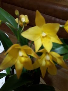 cattleya galbena lc.gold digger 2017.03.20 2