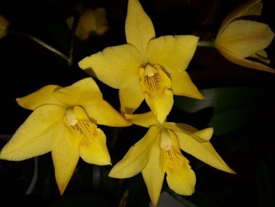 cattleya galbena lc.gold digger 2017.03.21