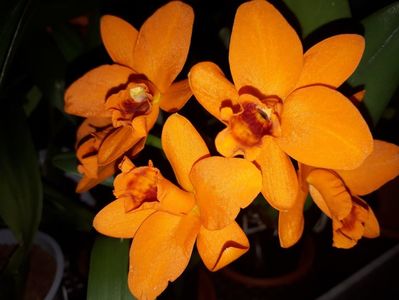 cattleya shinfong little sun golden boy rth. 2017.03.21 2