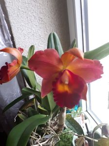 cattleya pot.chief sweet orange 2017.03.26 4