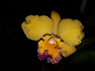 cattleya galbena slc. Beaufort 2017.04.09 2