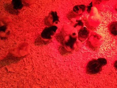 12 Rhode , 7 Cochin Bobat , 5 Brahma, 13 Wyandotte , 9 Jersey