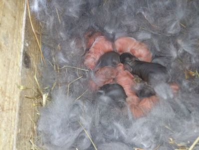 in jur de 13 pui ,ramane ce vrea dumnezeu(e postul pastelui si nu arunc nimic)