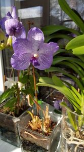 Vanda 1; Orhidee Vanda 1
