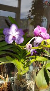 Vanda 2; Orhidee Vanda 2
