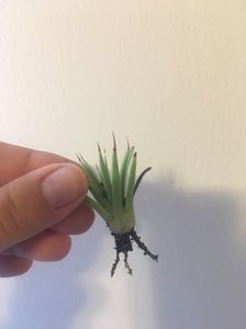 Agava stricta nana 15