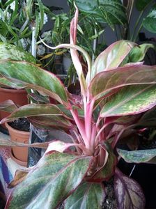 Planta mea