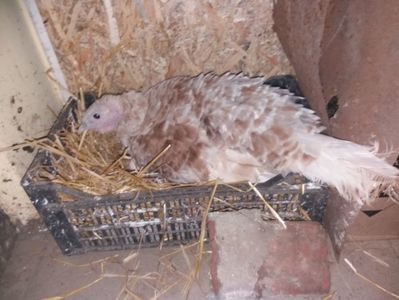 Closca nr 4; Cloceste 21 de oua de gaina
