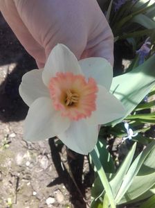 narcisă