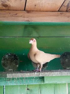 GOLDY