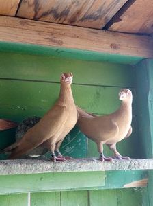 Paco & Goldy