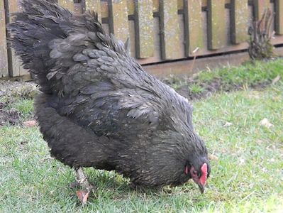 Australorp Negru