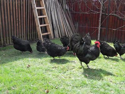 Australorp Negru