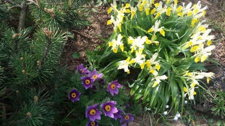 Pulsatilla & Iris bucharica