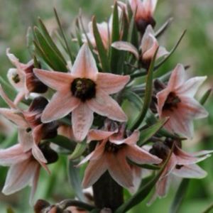 Fritillaria Stenanthera