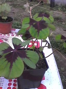 oxalis iron cross