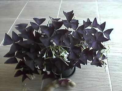 oxalis triangularis