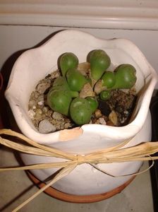 Conophytum truncatum