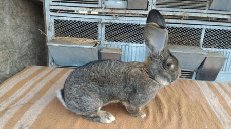 M4 - B776 4689; linie Bolya
