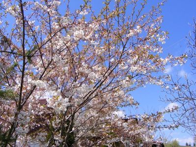 Prunus subhirtella 'Autumnalis Rosea