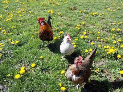 Costache, Patata si Fazanita