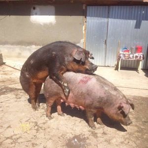 monta scroafa duroc