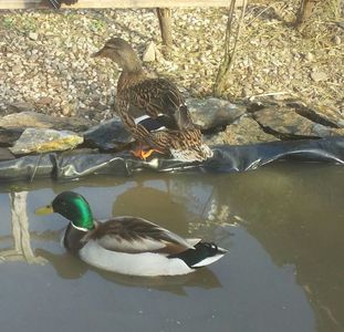 20170410_180259-1
