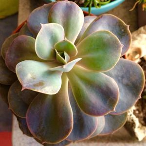 Echeveria „Perle Von Nürnberg”; PVN
