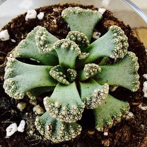 Titanopsis calcareum; Aizoaceae
